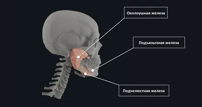 Исследование человеческих слюнных желез: Изображения на выбор