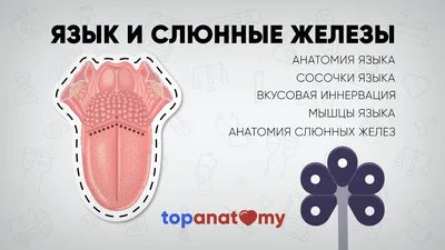 Лучшие ракурсы слюнных желез в высоком разрешении