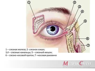 Фотографии слюнных желез: Изображения в JPG, PNG, WebP
