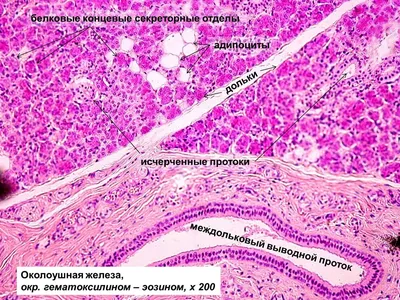 Слюнные железы человека: Фотографии с разными настройками