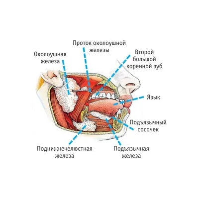 Фото человеческих слюнных желез: Размеры и форматы на выбор