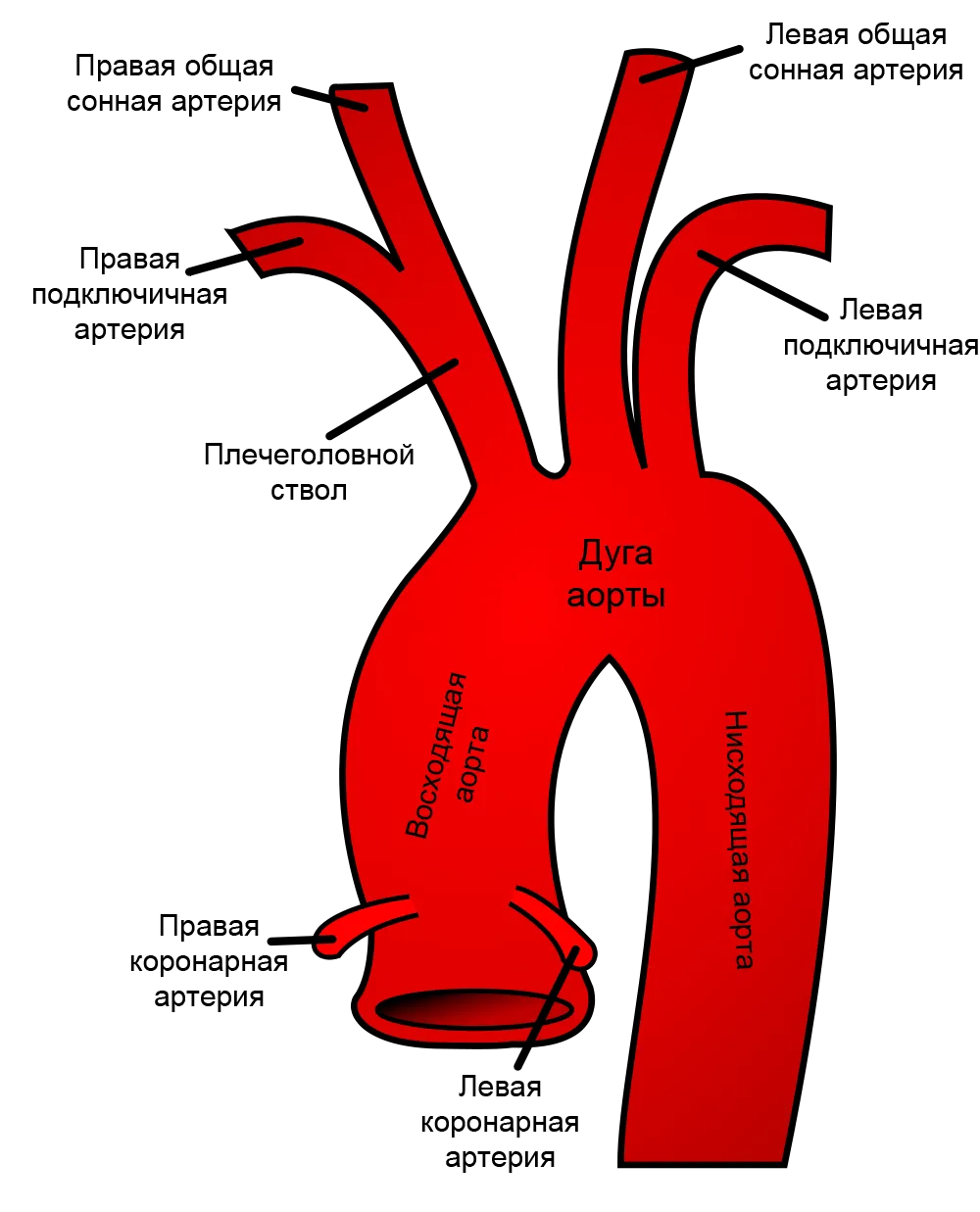 Боль в аорте сердца. Барорецепторы дуги аорты. Дуга аорты. Сосуды дуги аорты. Как кровь возвращается в легкии.