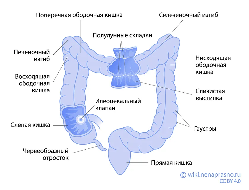 В толще стенки ободочной кишки расположено