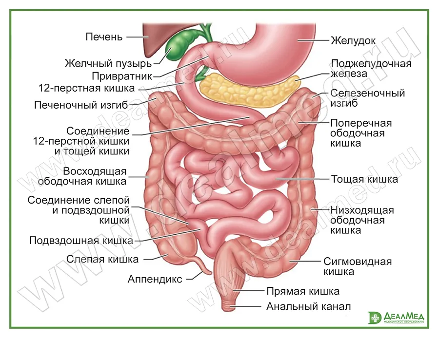 Кишечник: анатомия и физиология