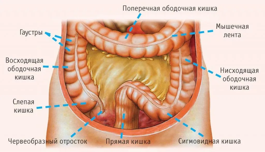 Рак двенадцатиперстной кишки — первые признаки и симптомы, лечение онкологии в Москве