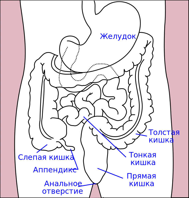 Где у человека находится кишечник показать на картинке