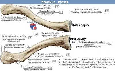 Анатомия ключицы: фото для скачивания в формате PNG