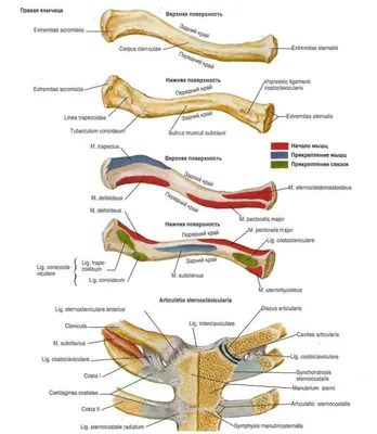 Изображение анатомии ключицы в высоком разрешении (PNG)