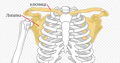 Фото ключицы человека: анатомические особенности