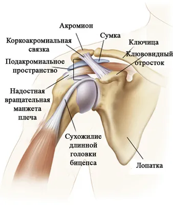 Фото ключицы человека с подписями и описаниями