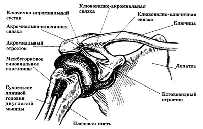 Фото ключицы у человека в формате WebP