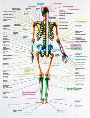 Картинка ключицы человека: скачать в формате JPG