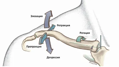 Картинка с подробностями ключицы в JPG