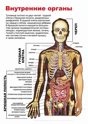 Картинка с различными ракурсами ключицы в формате WebP