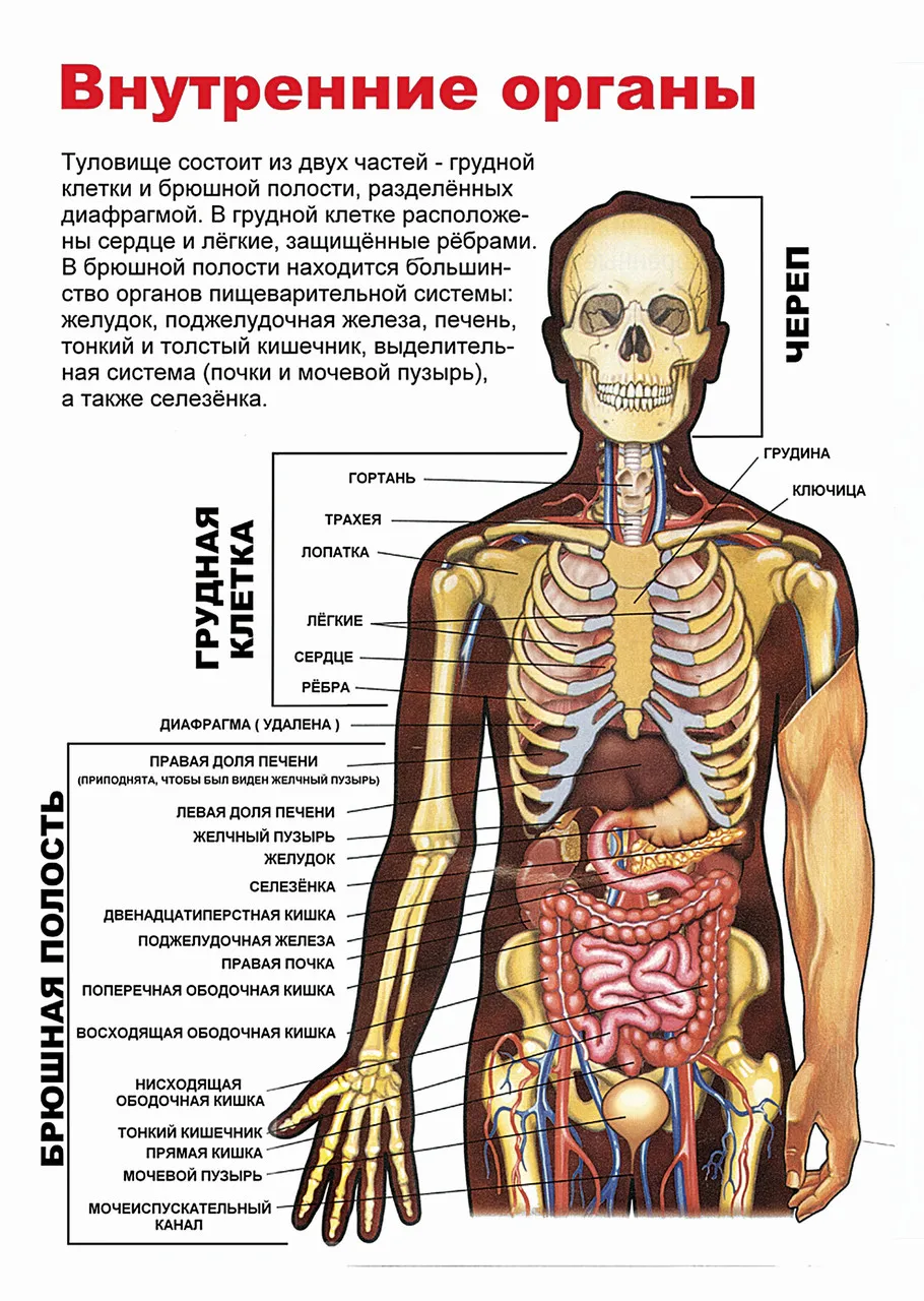 Анатомия мужчины фото с описанием. Строение человека. Плакат внутренние органы человека. Расположение органов у человека. Структура человека внутренние органы.