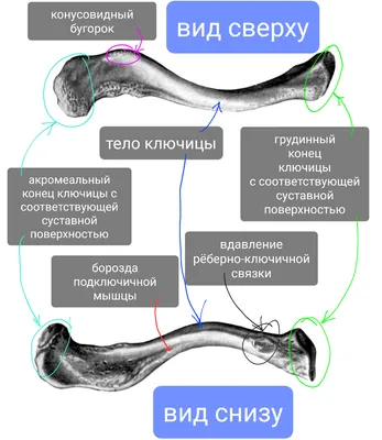 Фотка ключицы человека для анатомического изучения (PNG)