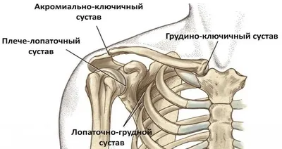 Фотка с различными ракурсами ключицы