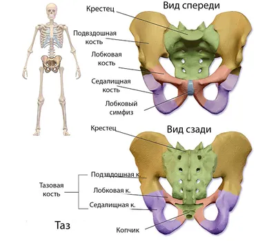 Где расположен копчик: Свободный выбор размера и формата (JPG, PNG, WebP)