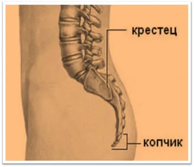 Картинка копчика: Фотография с возможностью скачивания в PNG