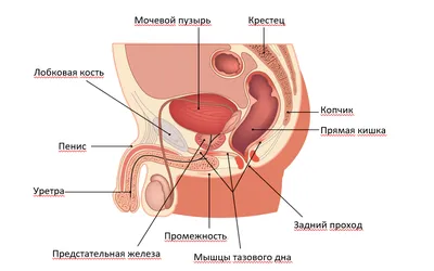Копчик человека: Изображение для загрузки в высоком качестве