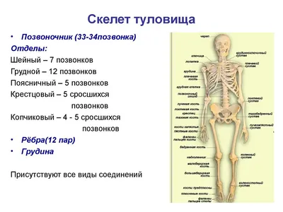 Копчик человека: Фото с возможностью выбора размера
