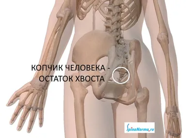Где расположен копчик у человека: Загрузите фотографию в формате JPG, PNG или WebP