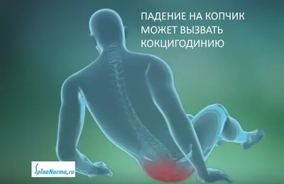 Человеческий копчик: Фотография для скачивания в различных размерах