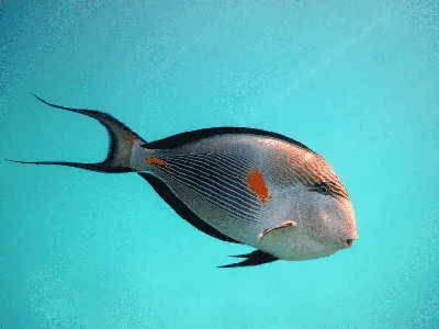 Лазурные воды: Красное море и его изумительные оттенки синего