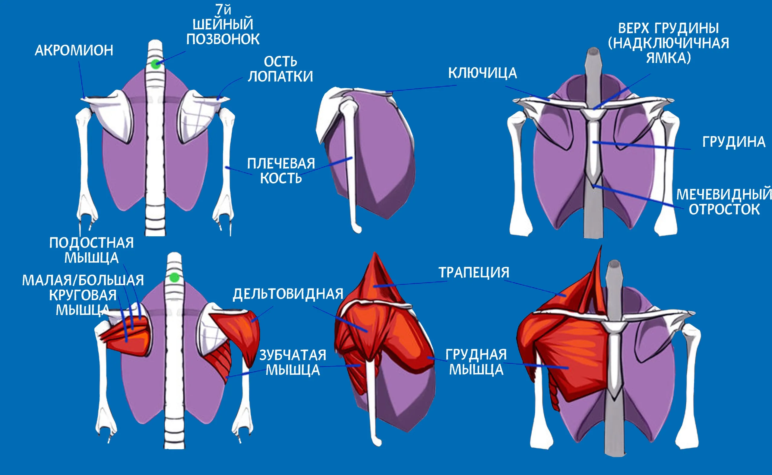 Мышцы лопатки