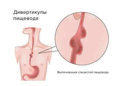 Человек категория