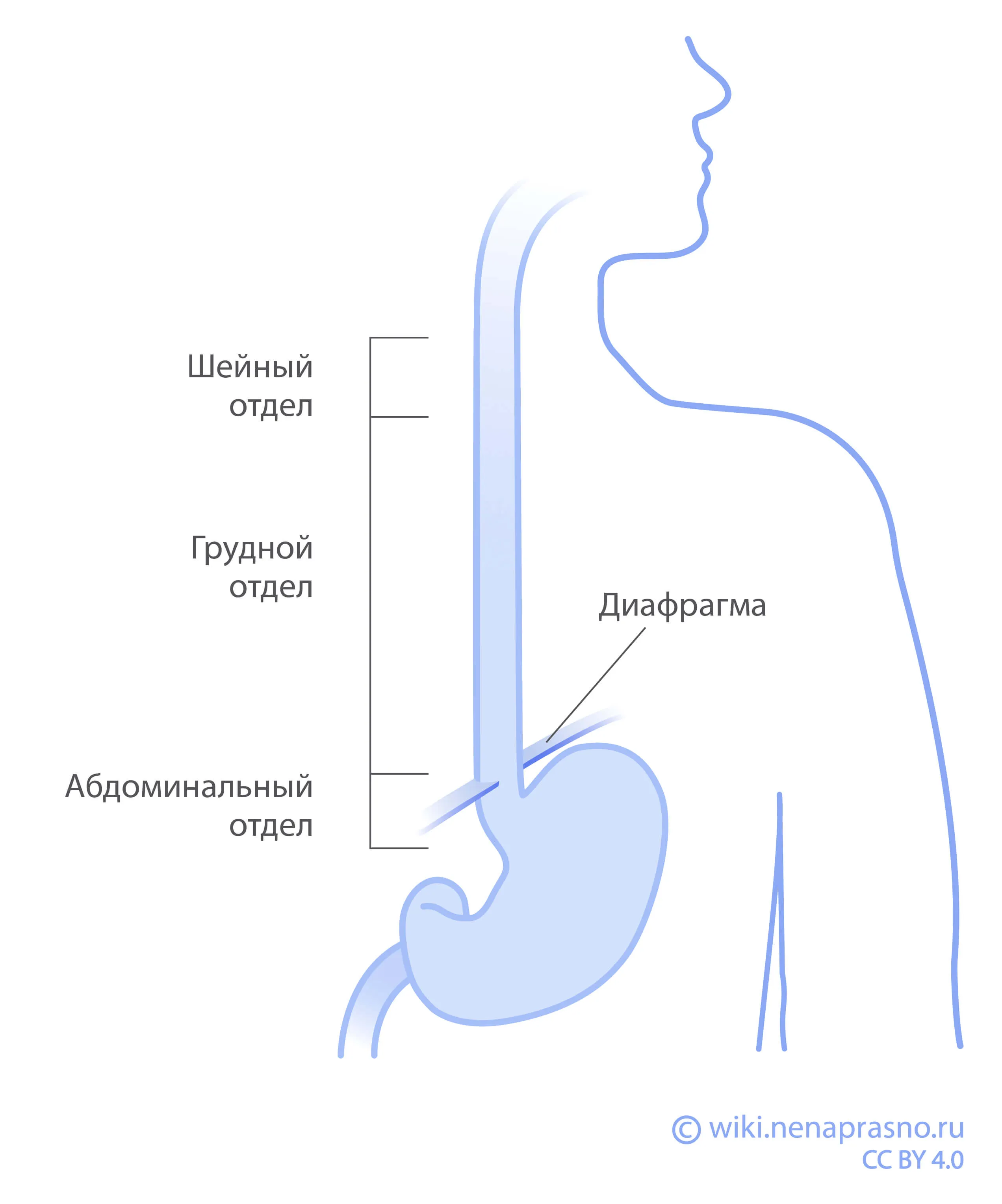 Ответы stolstul93.ru: Где длина, ширина и высота учебника? Желательно показать на рисунке.