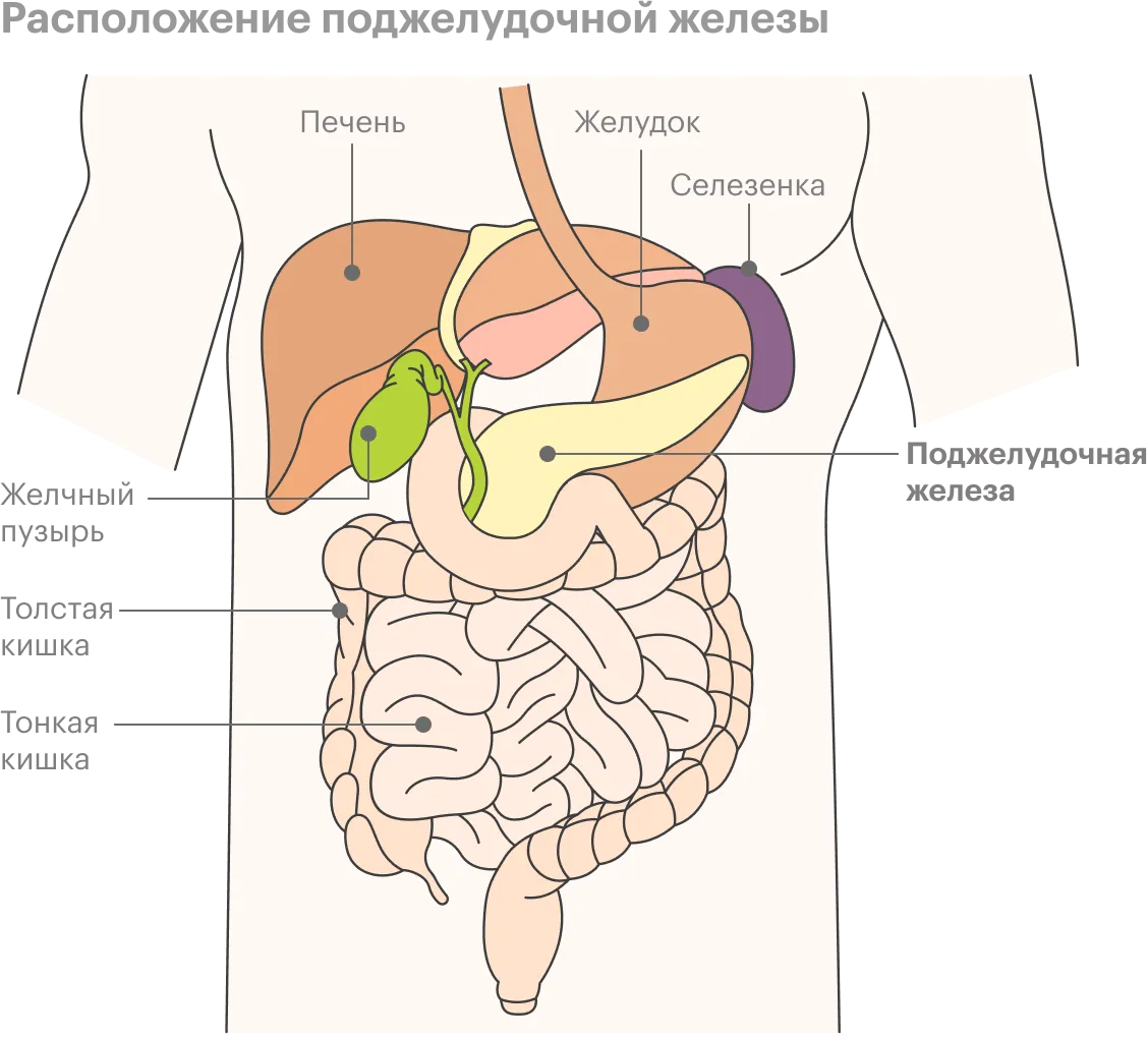 Где находится поджелудочная железа у человека (41 фото)