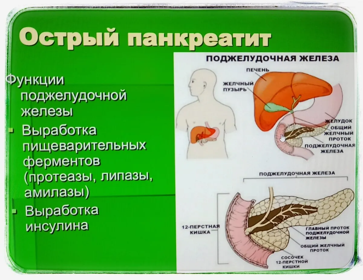 Где У Человека Находится Поджелудочная Железа Фото