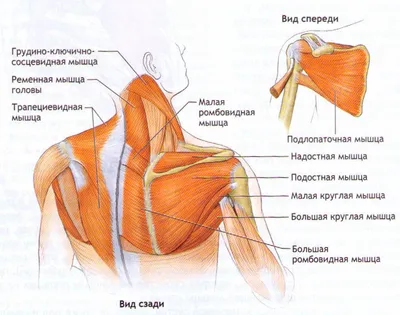 Эстетика человеческого предплечья: выбор формата и размера