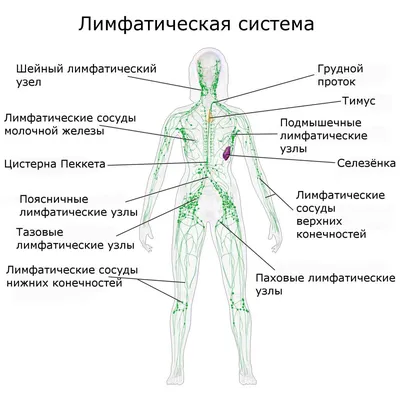 Предплечье в деталях: скачивайте изображения в любом формате