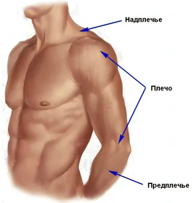 Разнообразие форматов: предплечье в JPG, PNG, WebP