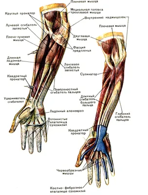 Очарование анатомии: изображения предплечья в различных видах