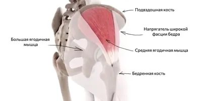 Предплечье во всей красе: скачивайте в любом формате