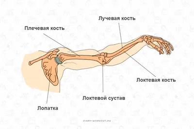 Предплечье под микроскопом: настройте размер по желанию