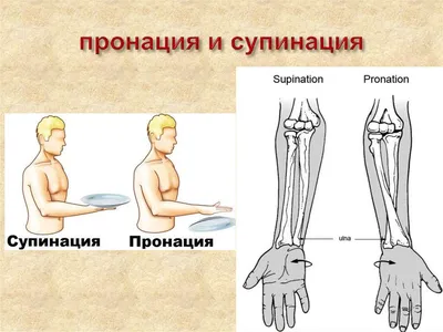 Эстетика предплечья: выберите формат и размер под свой вкус