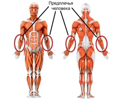 Исследуйте предплечье: скачивайте фото в JPG, PNG, WebP