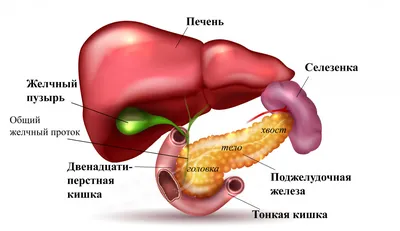 Отгадайте загадку: Где находится селезенка? (JPG, PNG, WebP)