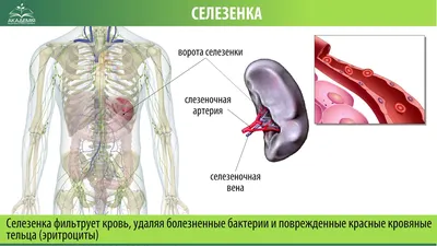 Особенности организма: Селезенка на фотографиях (JPG, PNG, WebP)