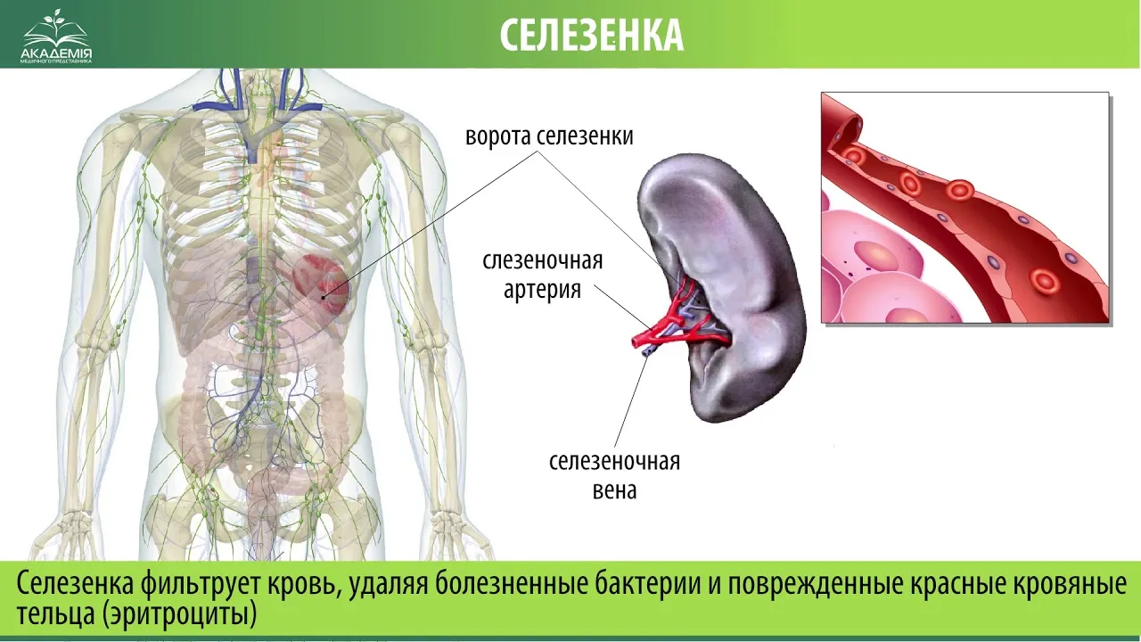 Где находится селезенка у человека (34 фото)