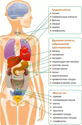 Подробная анатомия: Изображения селезенки для загрузки