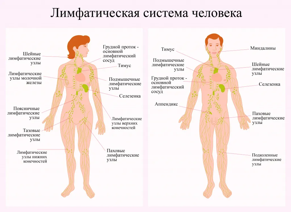 Стоковые фотографии по запросу Селезенки