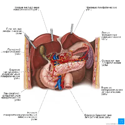 Очарование внутреннего строения: Селезенка на изображениях