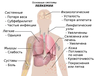 Человеческое тело: Фото селезенки для сравнения (JPG, PNG, WebP)