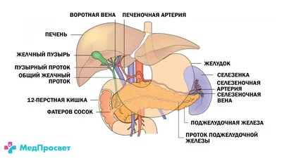 Откройте для себя: Где находится селезенка? (JPG, PNG, WebP)