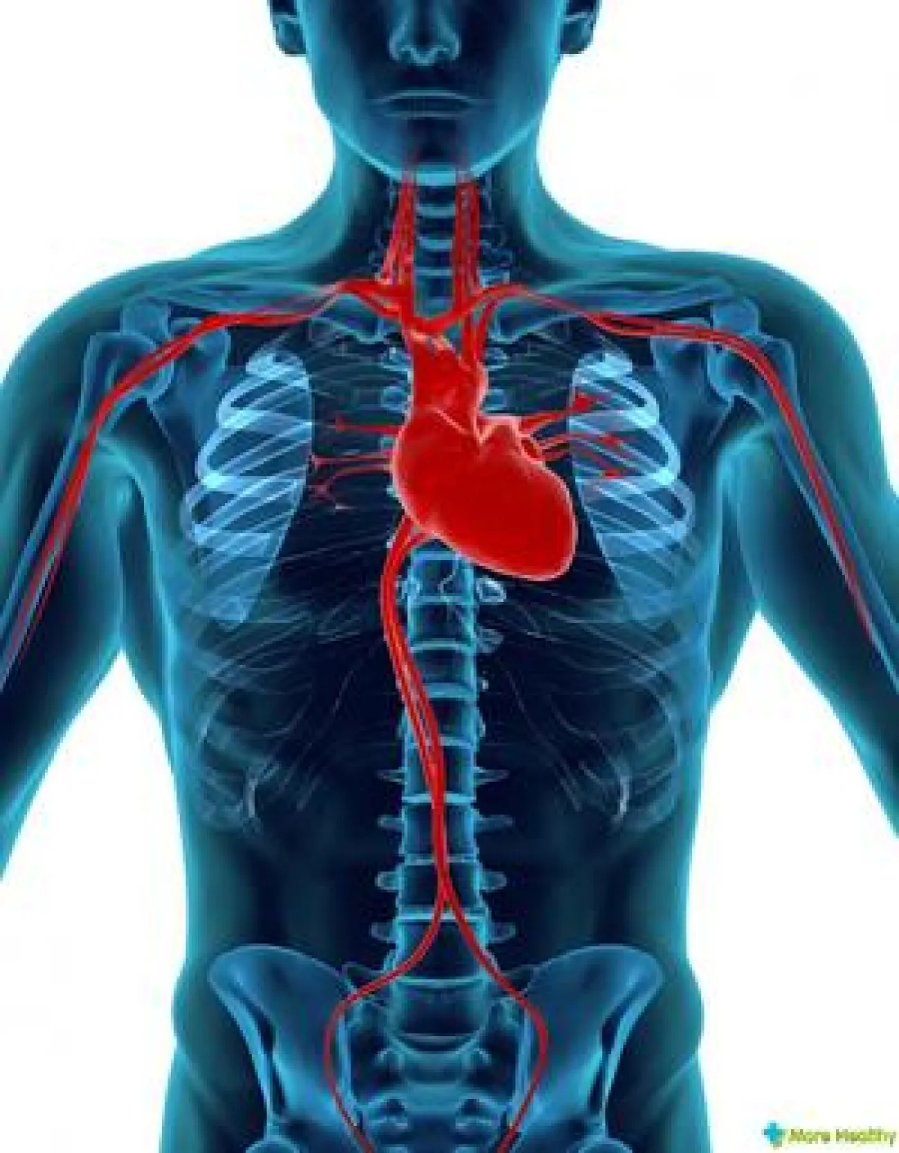 Анатомия сердца (иллюстрации, трёхмерные изображения, фотографии разрезов)